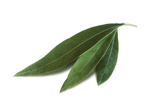 Olive Leaf Complex | Herbs | Botanica