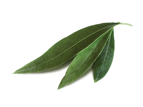 Olive Leaf
