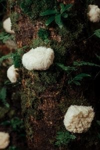 Lion's Mane Mushroom in forest