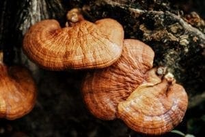 Reishi Mushroom image