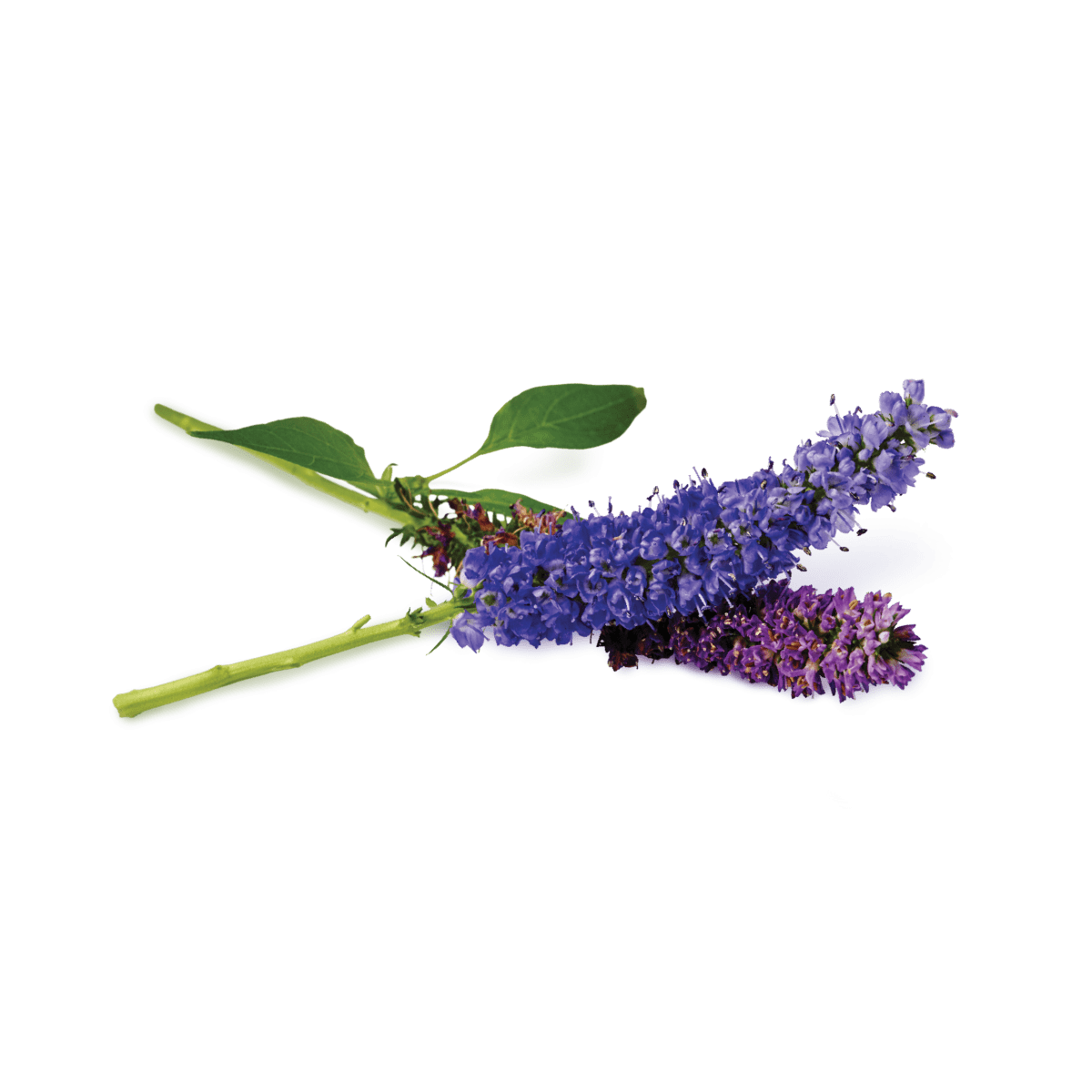 Lavender Ingredient image