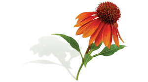 Echinacea Ingredient photo by Botanica Health