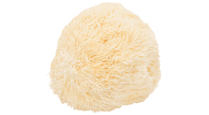 Lion's Mane Mushroom Ingredient photo by Botanica Health
