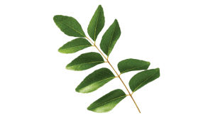 Moringa Leaf ingredient photo by Botanica Health