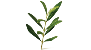 Olive Leaf ingredient photo by Botanica Health