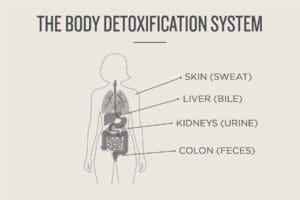 Detox systems in the body